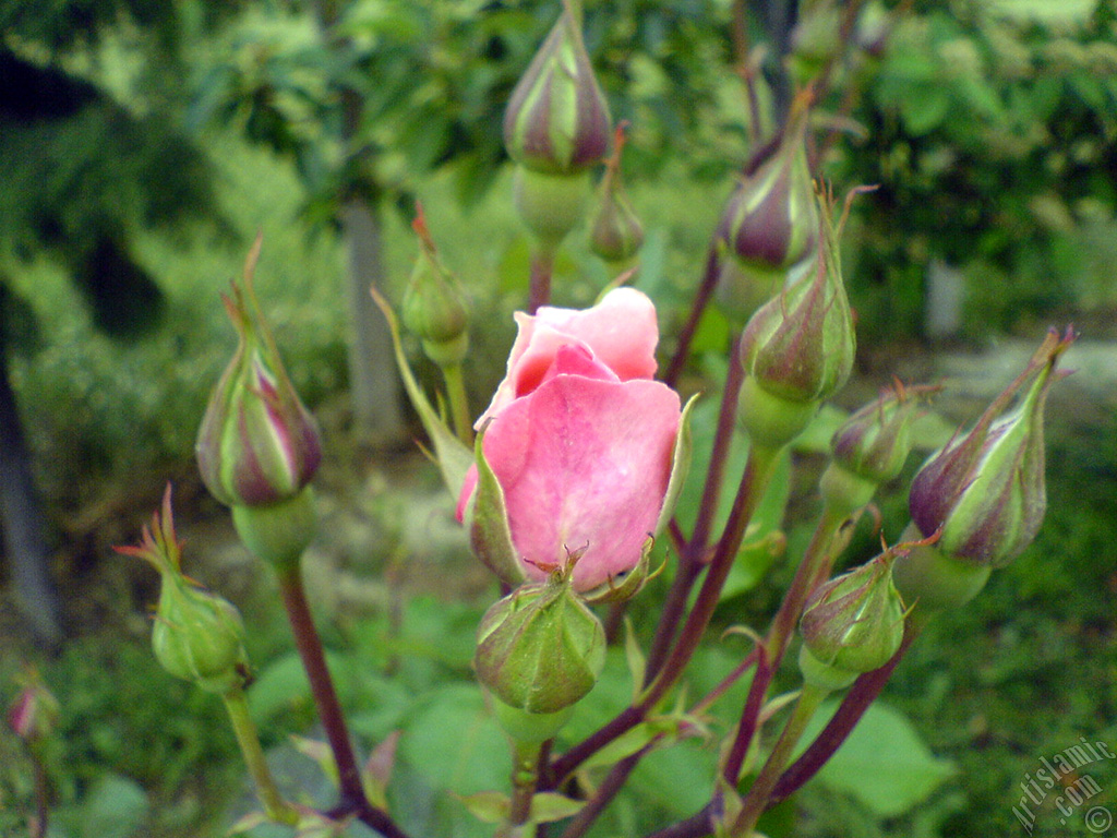Pink rose photo.
