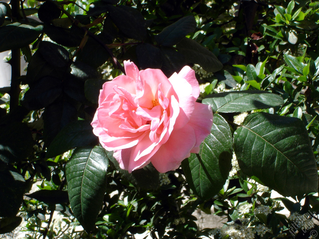 Pink rose photo.
