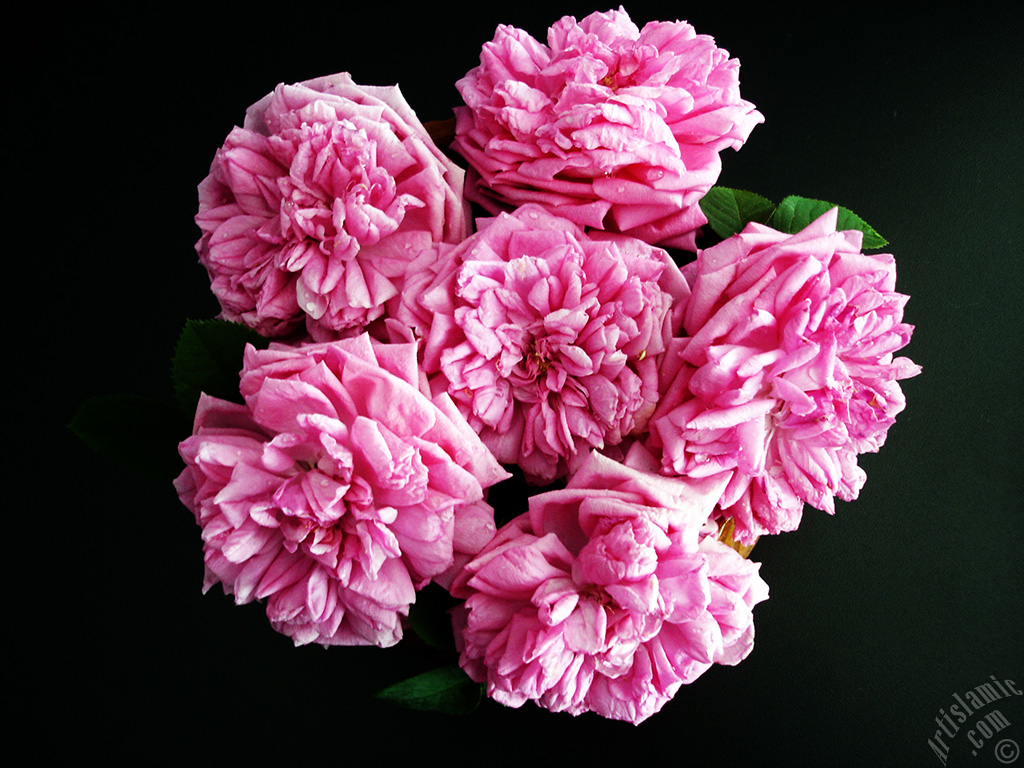 Pink rose photo.
