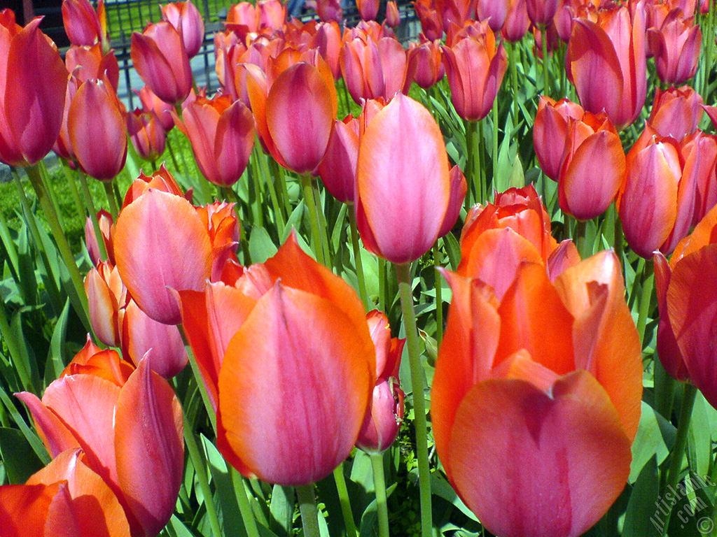 Red Turkish-Ottoman Tulip photo.
