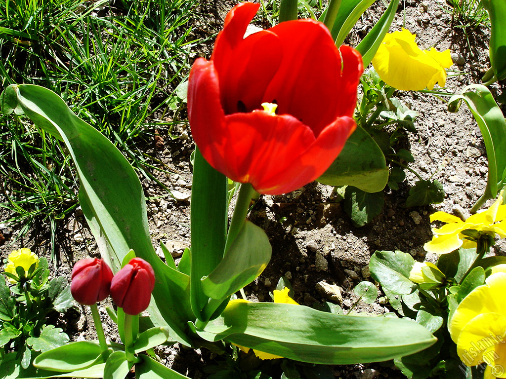 Red Turkish-Ottoman Tulip photo.
