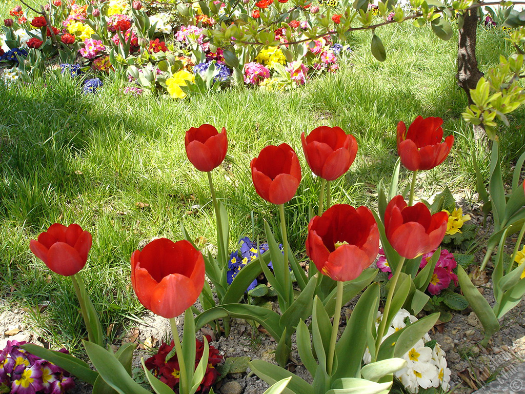 Red Turkish-Ottoman Tulip photo.
