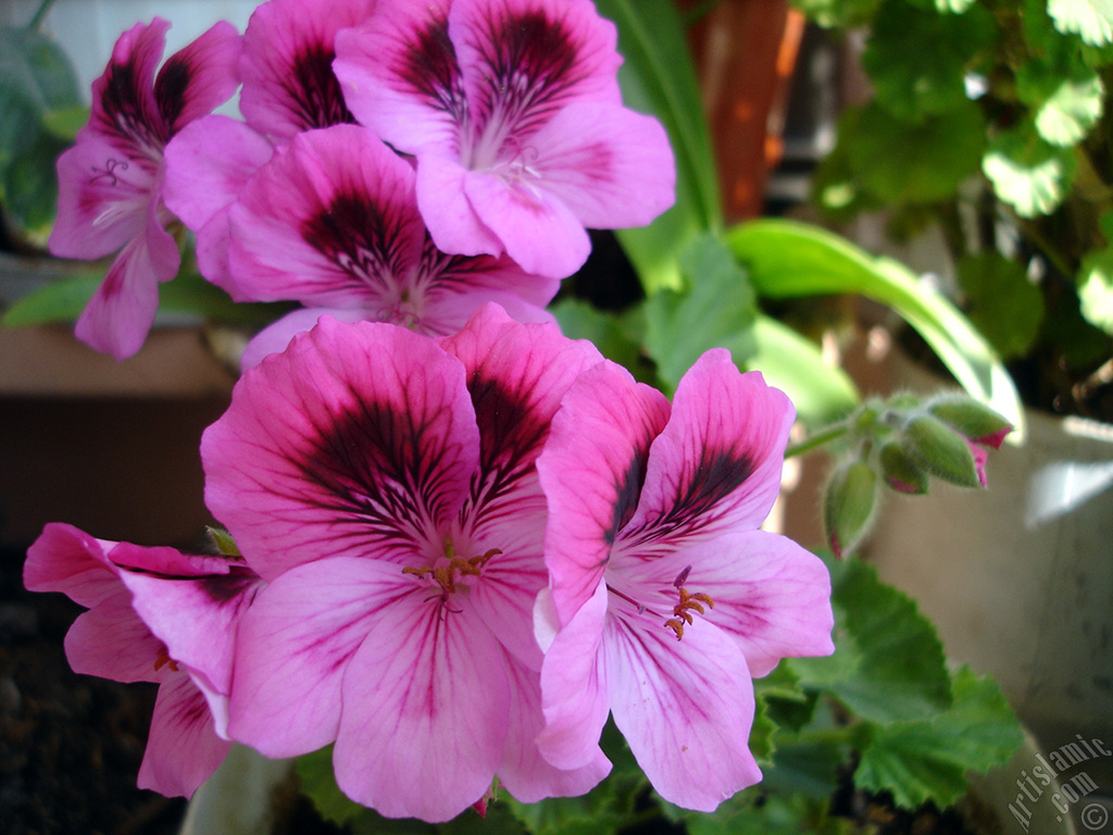 Dark pink mottled Pelargonia -Geranium- flower.

