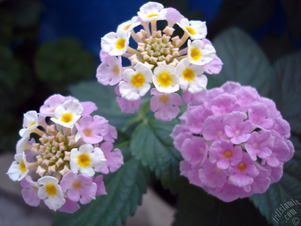 Lantana camara -bush lantana- flower.
