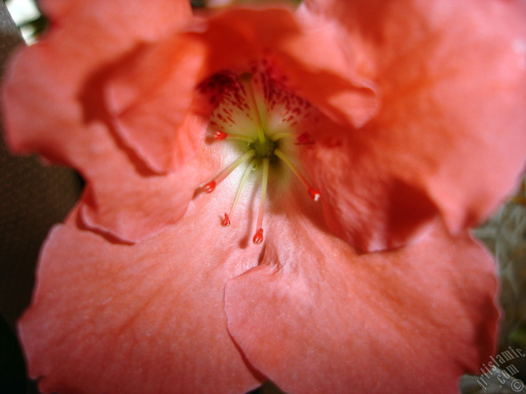 Pink color Azalea -Rhododendron- flower.
