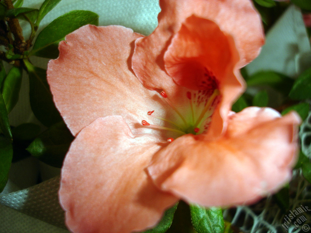 Pink color Azalea -Rhododendron- flower.
