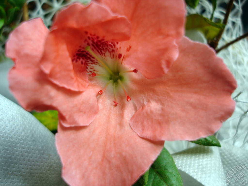 Pink color Azalea -Rhododendron- flower.
