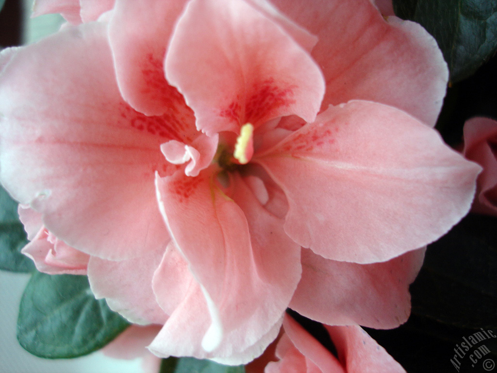 Pink color Azalea -Rhododendron- flower.
