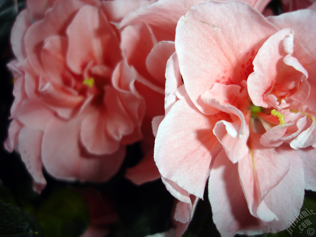 Pink color Azalea -Rhododendron- flower.
