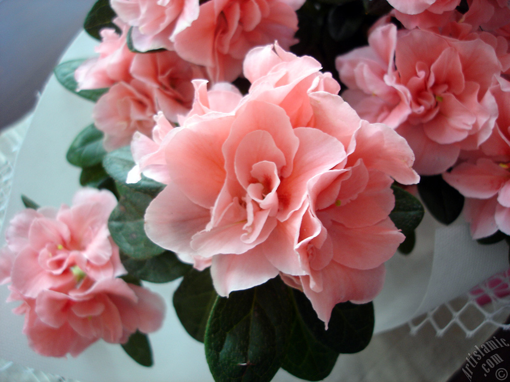 Pink color Azalea -Rhododendron- flower.
