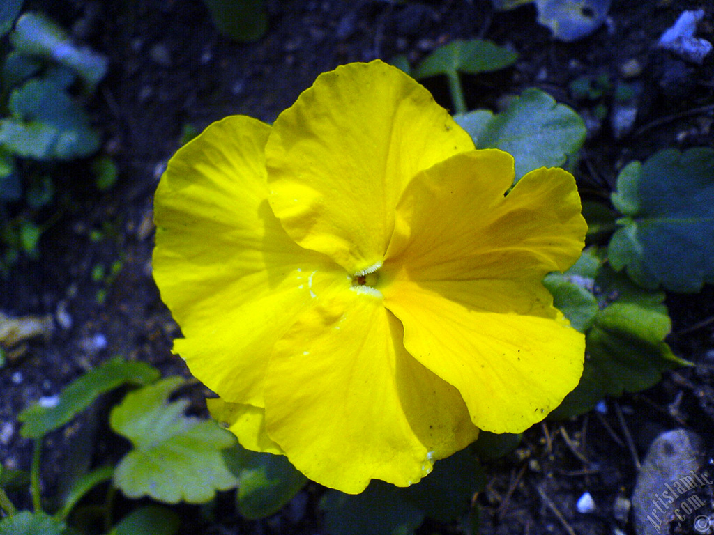 Yellow color Viola Tricolor -Heartsease, Pansy, Multicoloured Violet, Johnny Jump Up- flower.
