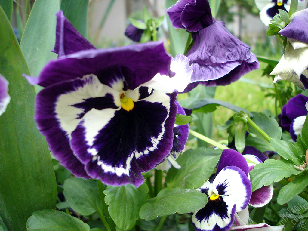 Purple color Viola Tricolor -Heartsease, Pansy, Multicoloured Violet, Johnny Jump Up- flower.
