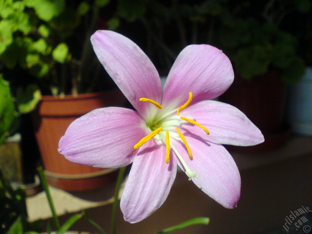 Pink color flower similar to lily.
