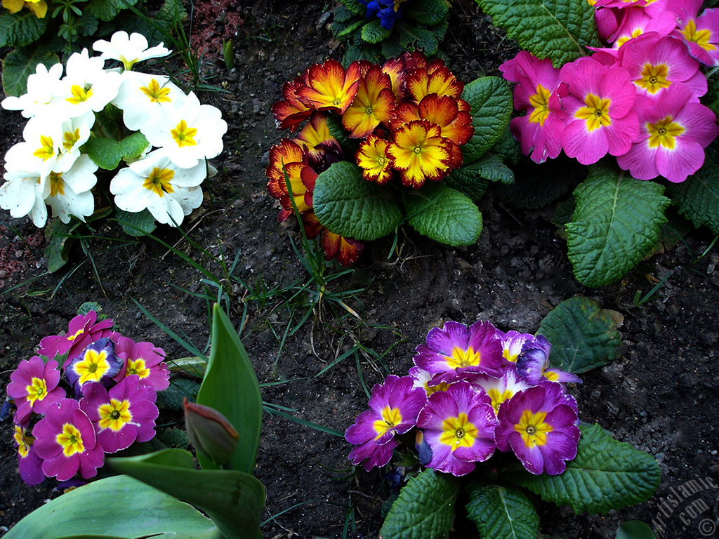 A primrose flower photo.
