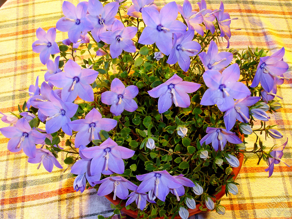 Balloon Flower -Chinese Bellflower-.
