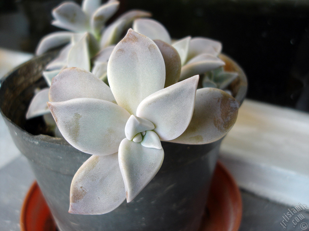 Sharpleaf Lenophyllum plant.
