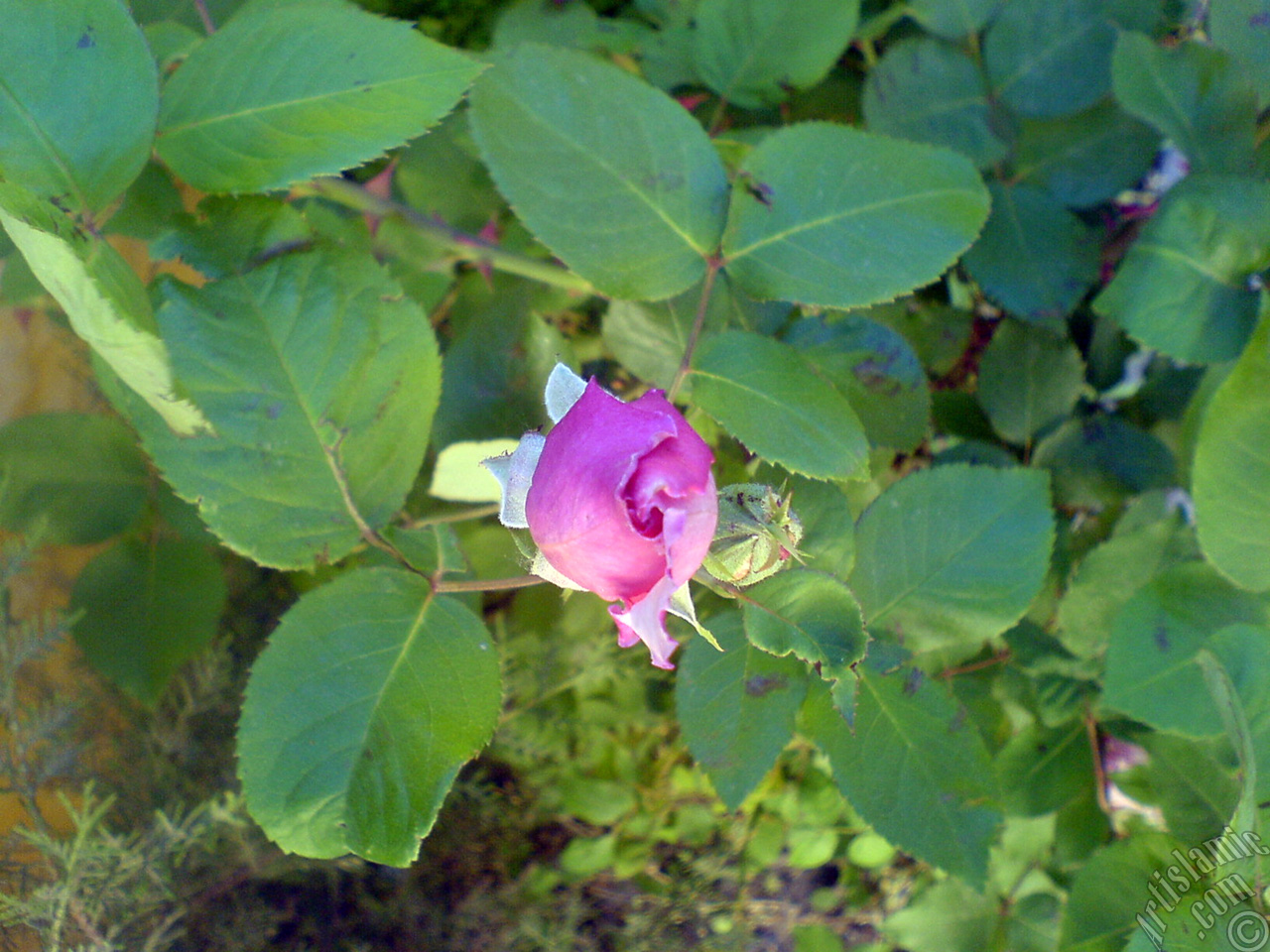 Pink rose photo.
