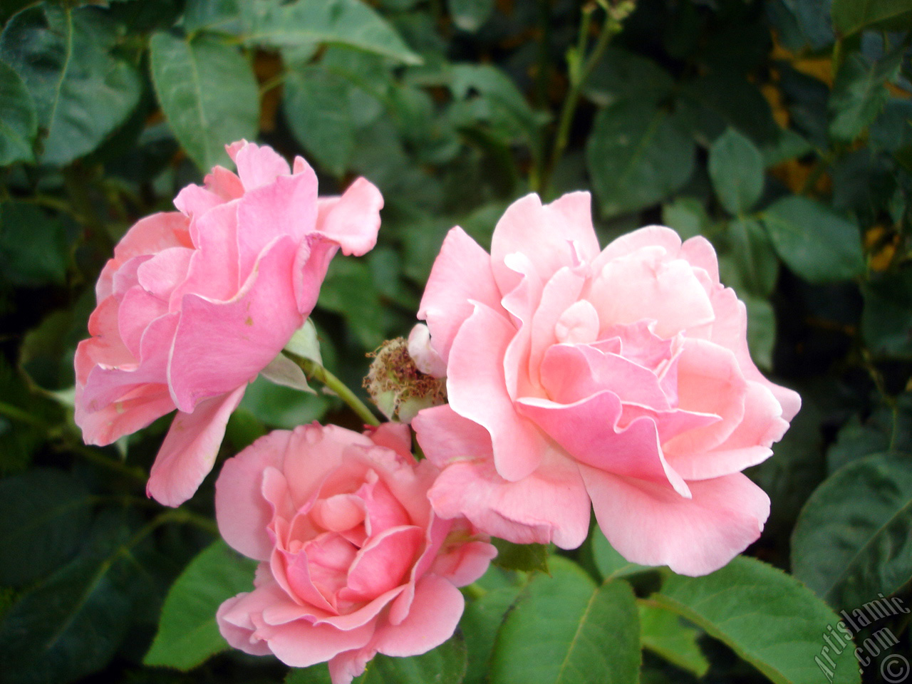 Pink rose photo.
