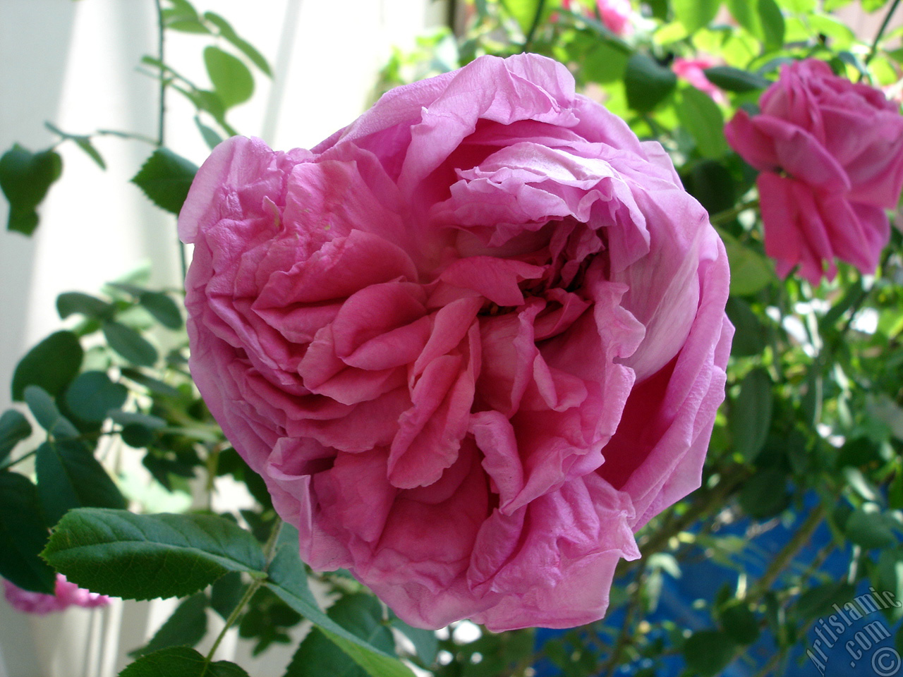 Pink rose photo.

