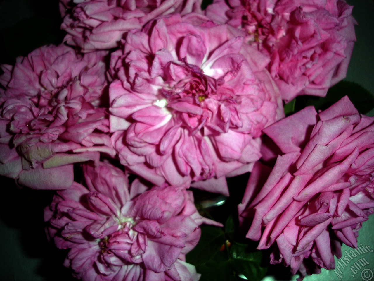 Pink rose photo.

