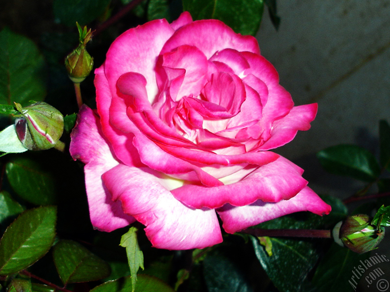 Red rose photo.
