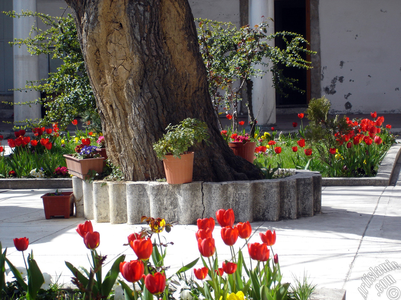 Red Turkish-Ottoman Tulip photo.
