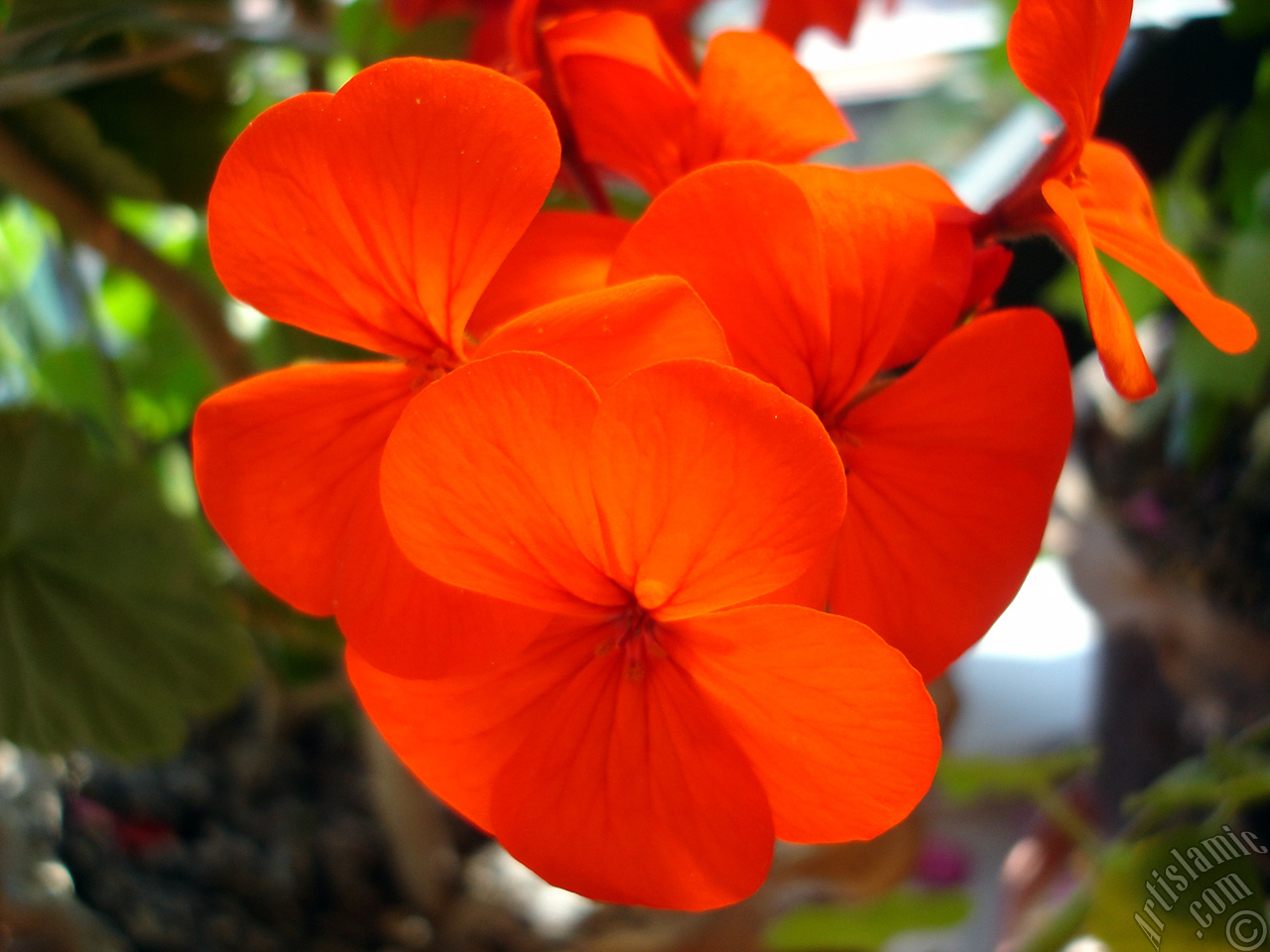 Red Colored Pelargonia -Geranium- flower.
