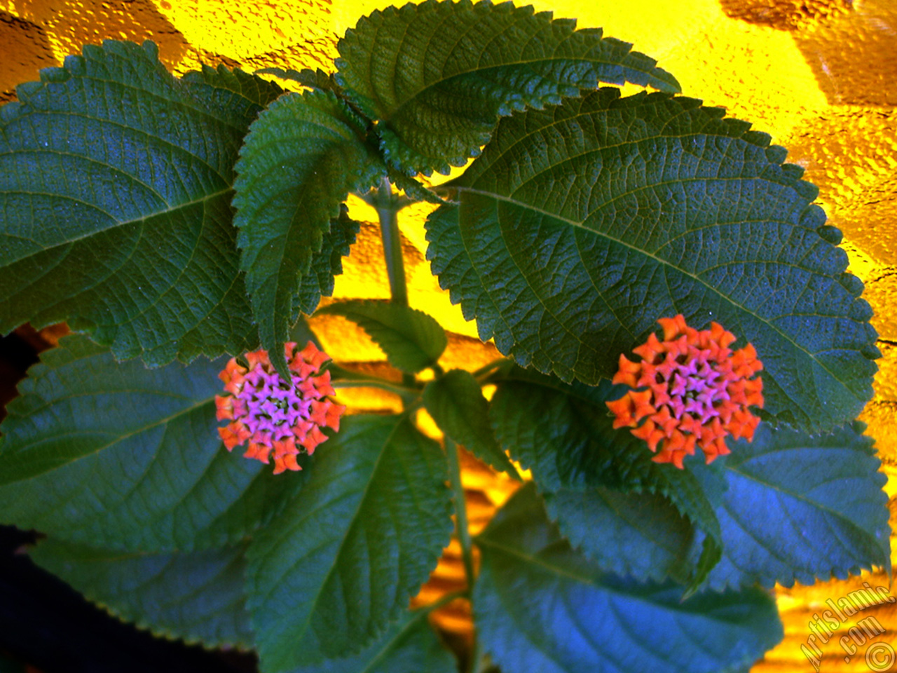 Lantana camara -bush lantana- flower.
