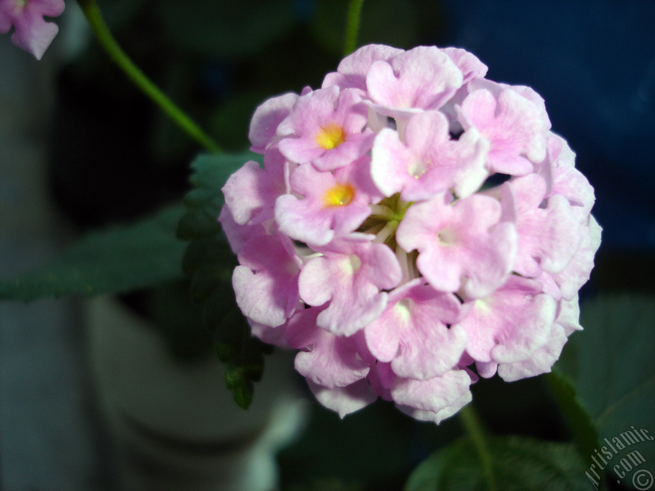 Lantana camara -bush lantana- flower.
