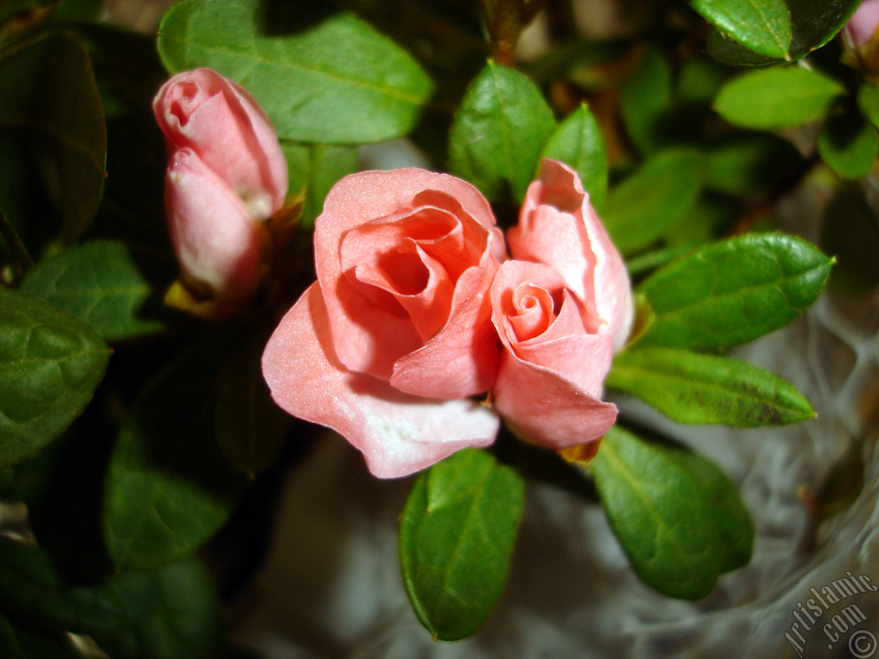 Pink color Azalea -Rhododendron- flower.
