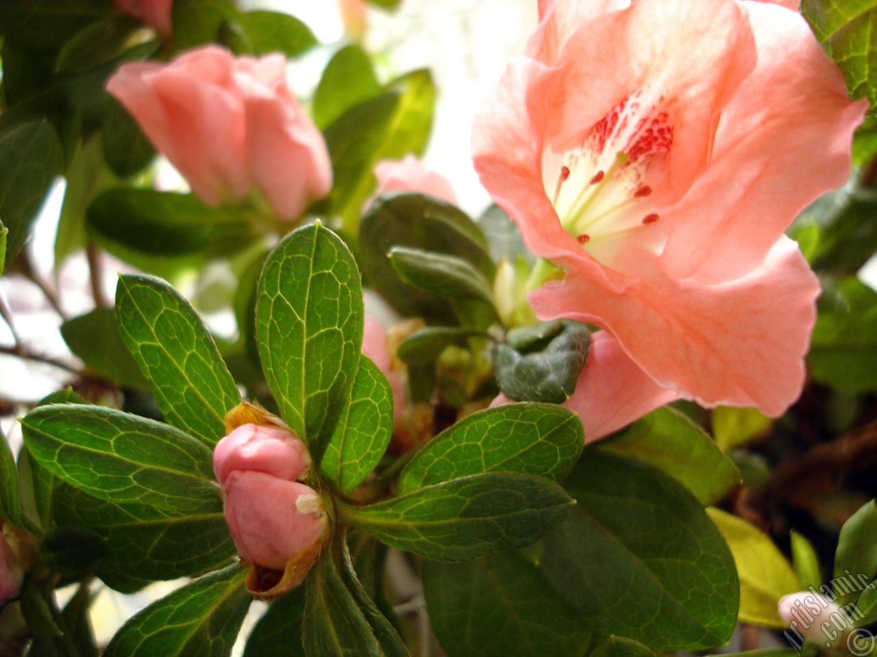 Pink color Azalea -Rhododendron- flower.
