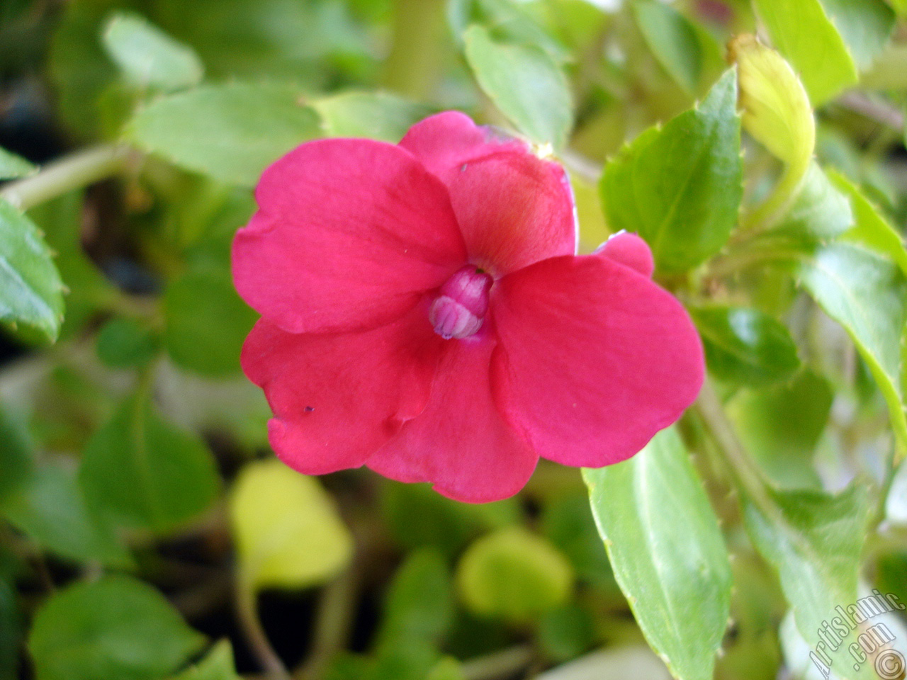 Garden Balsam, -Touch-me-not, Jewel Weed- flower.

