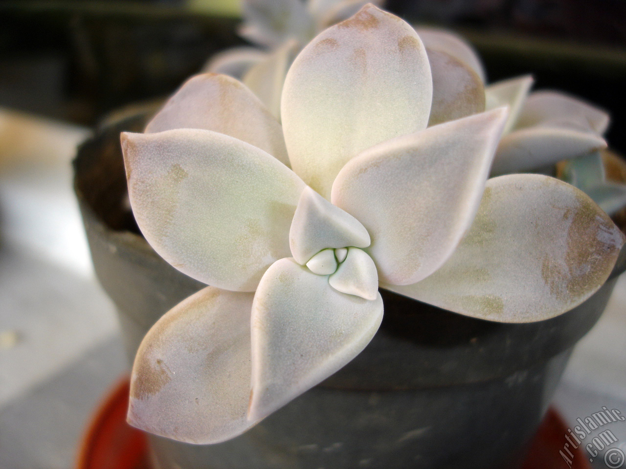 Sharpleaf Lenophyllum plant.
