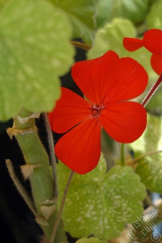 A mobile wallpaper and MMS picture for Apple iPhone 7s, 6s, 5s, 4s, Plus, iPods, iPads, New iPads, Samsung Galaxy S Series and Notes, Sony Ericsson Xperia, LG Mobile Phones, Tablets and Devices: Red Colored Pelargonia -Geranium- flower.
