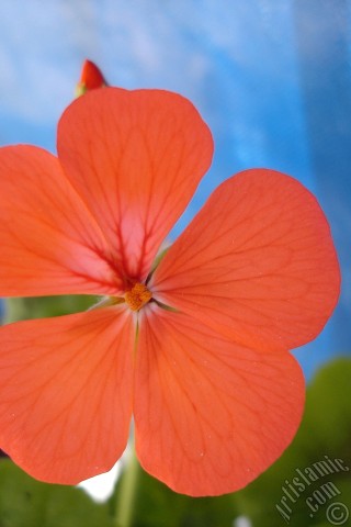 A mobile wallpaper and MMS picture for Apple iPhone 7s, 6s, 5s, 4s, Plus, iPods, iPads, New iPads, Samsung Galaxy S Series and Notes, Sony Ericsson Xperia, LG Mobile Phones, Tablets and Devices: Red Colored Pelargonia -Geranium- flower.
