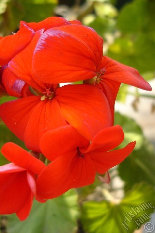 A mobile wallpaper and MMS picture for Apple iPhone 7s, 6s, 5s, 4s, Plus, iPods, iPads, New iPads, Samsung Galaxy S Series and Notes, Sony Ericsson Xperia, LG Mobile Phones, Tablets and Devices: Red Colored Pelargonia -Geranium- flower.
