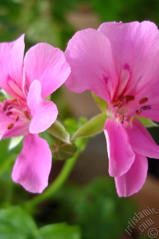 A mobile wallpaper and MMS picture for Apple iPhone 7s, 6s, 5s, 4s, Plus, iPods, iPads, New iPads, Samsung Galaxy S Series and Notes, Sony Ericsson Xperia, LG Mobile Phones, Tablets and Devices: Pink Colored Pelargonia -Geranium- flower.

