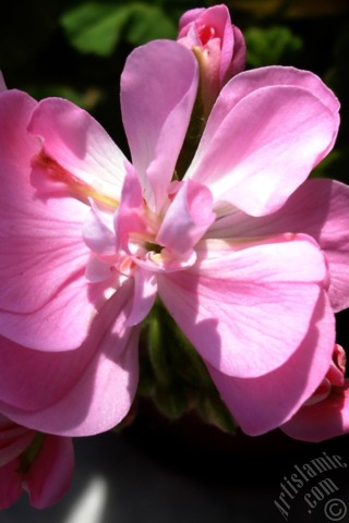 A mobile wallpaper and MMS picture for Apple iPhone 7s, 6s, 5s, 4s, Plus, iPods, iPads, New iPads, Samsung Galaxy S Series and Notes, Sony Ericsson Xperia, LG Mobile Phones, Tablets and Devices: Pink Colored Pelargonia -Geranium- flower.
