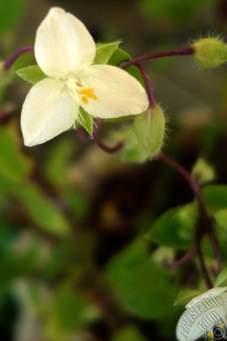 A mobile wallpaper and MMS picture for Apple iPhone 7s, 6s, 5s, 4s, Plus, iPods, iPads, New iPads, Samsung Galaxy S Series and Notes, Sony Ericsson Xperia, LG Mobile Phones, Tablets and Devices: Virginia Spiderwort -Lady`s Tears- plant with tiny white flowers.
